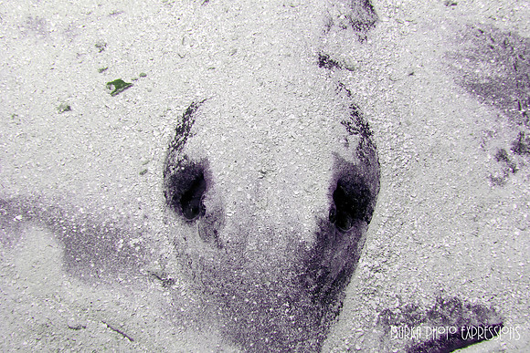 Sting Ray "Alien"