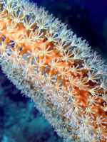 Soft Coral