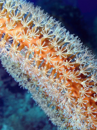 Soft Coral
