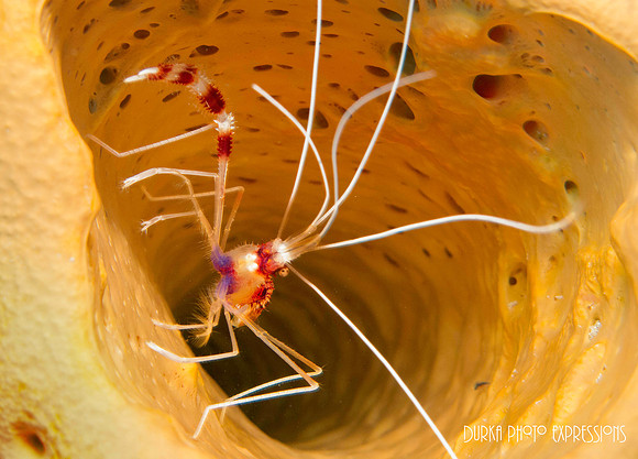Shrimp in Yellow Coral