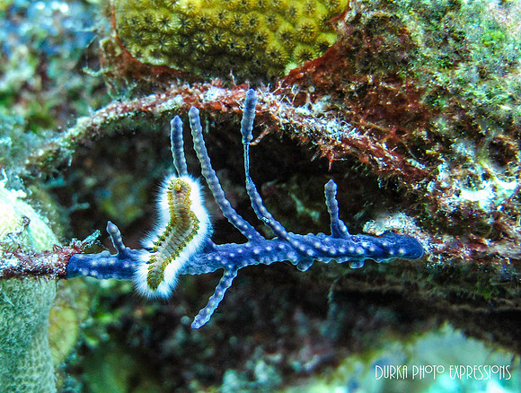 Bristle Worm