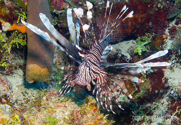 Lion Fish