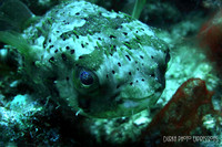 Puffer Fish - Yoda