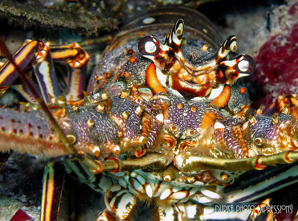 Lobster Eyes
