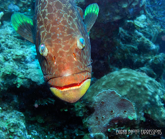 Sea Bass