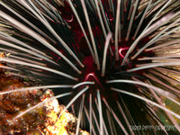 Sea Urchin