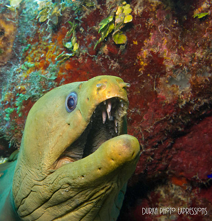 Moray Eel