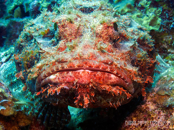 Scorpion Fish