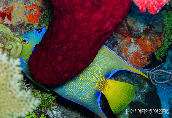 Queen Angle Fish
