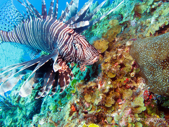 Lion Fish