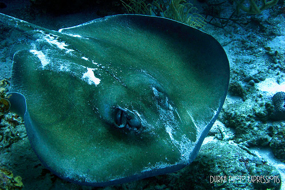 Sting Ray