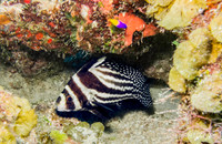 Adult Drum Fish