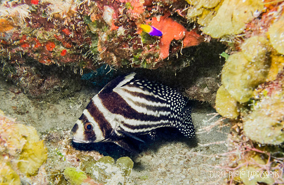 Adult Drum Fish