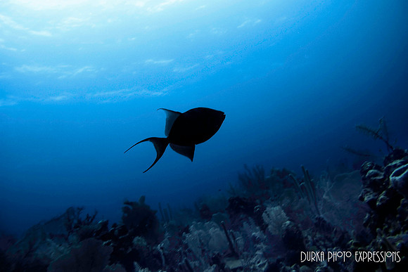 Trigger Fish