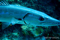 Barracuda - the Pest