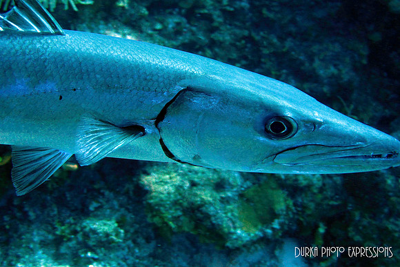 Barracuda - the Pest