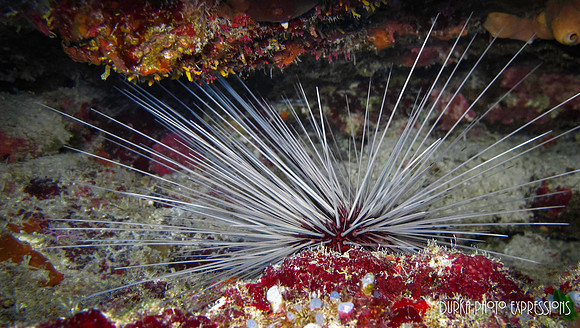 Sea Urchin